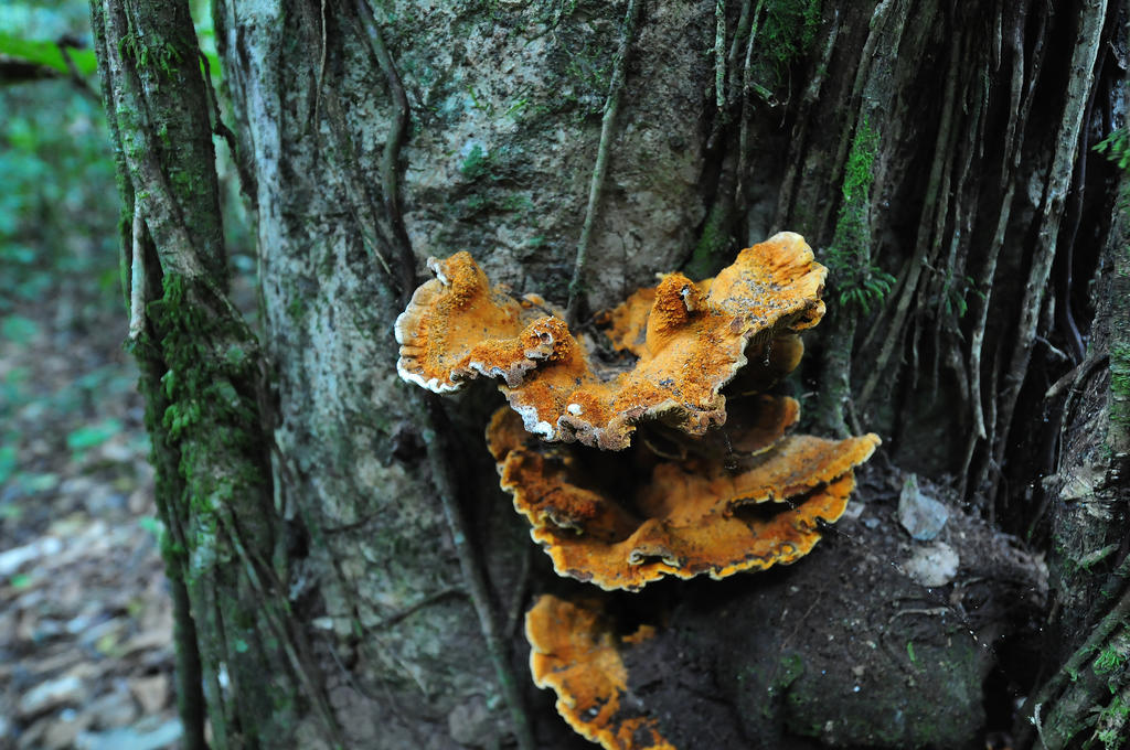 Pousada Do Parque Chapada dos Guimarães المظهر الخارجي الصورة
